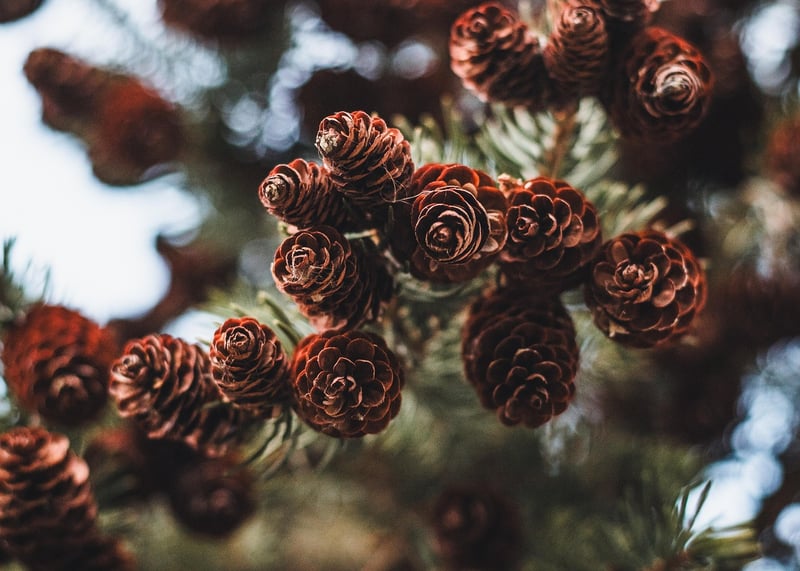 Pine Cone Creations